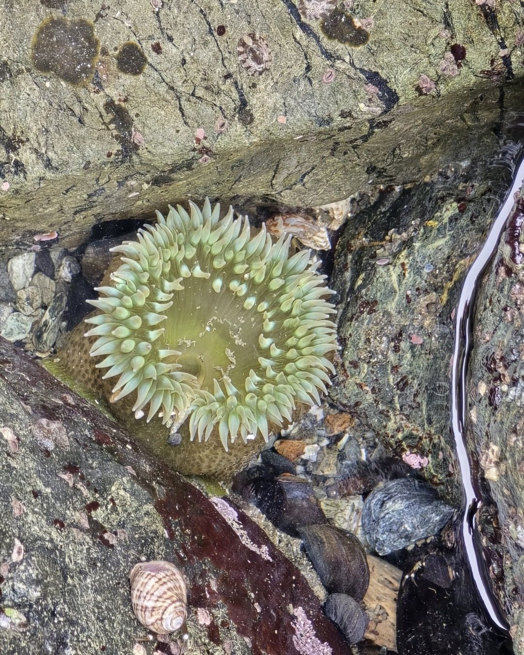 Giant green anemone (Anthopleura xanthogrammica)