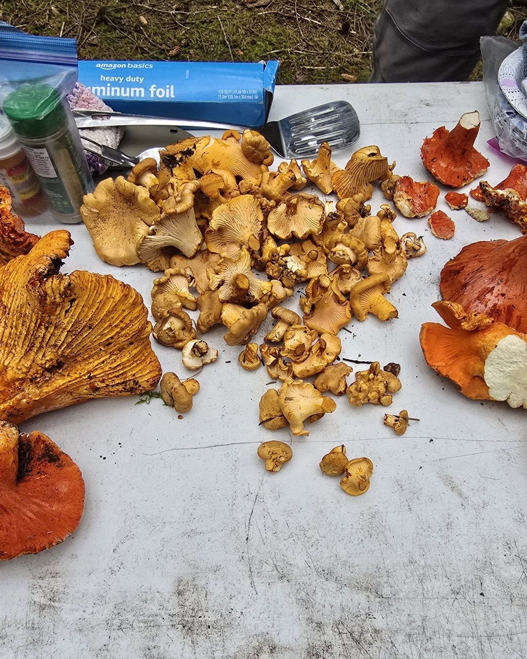 A full mushroom harvest spread — golden chanterelles and lobster mushrooms