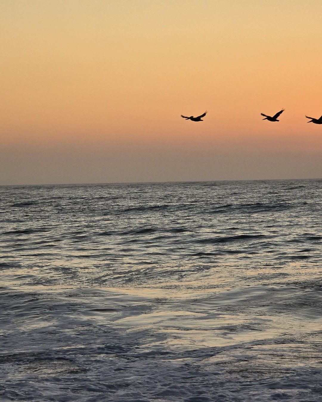 Pelicans flying over the coast